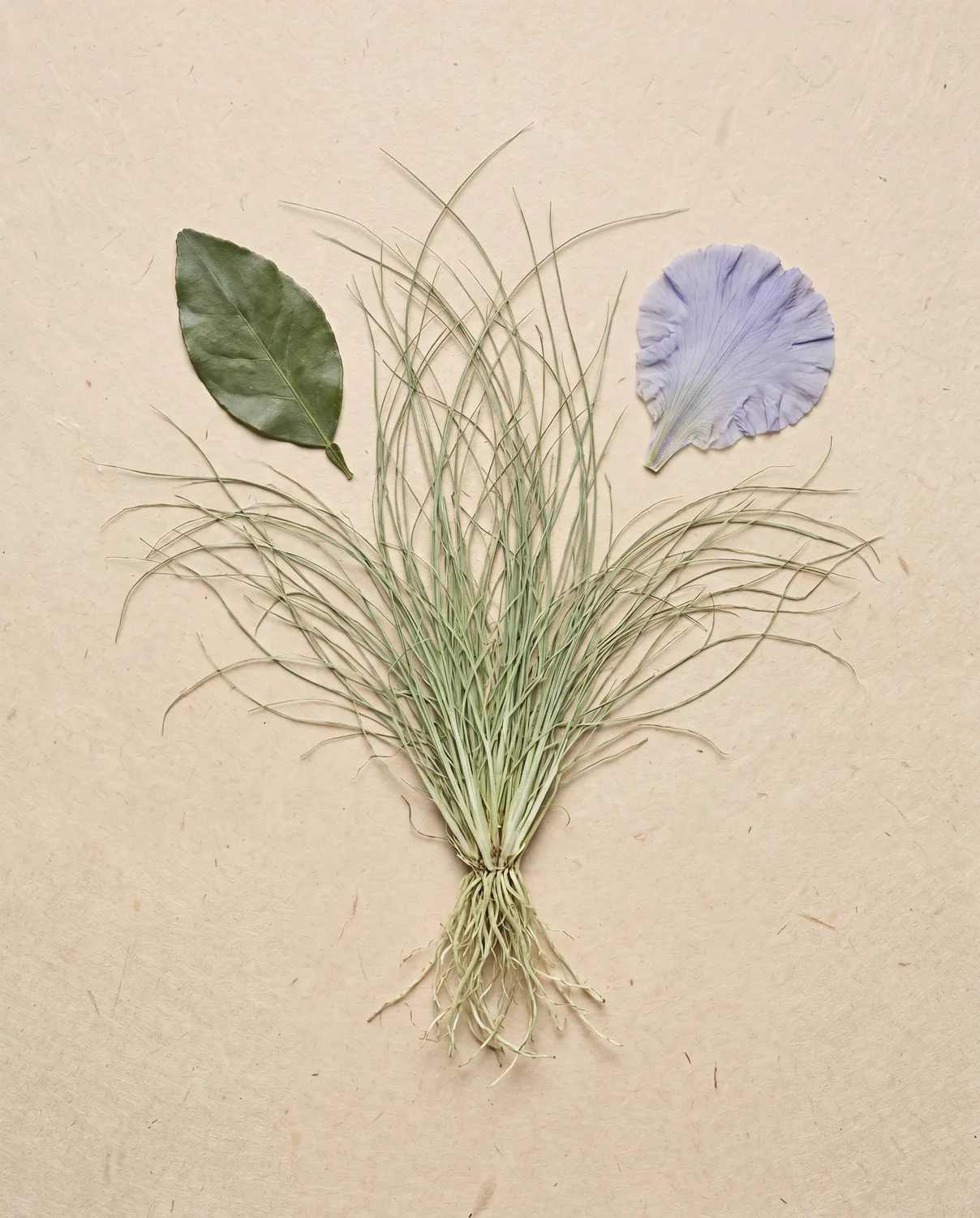 First Light — pressed botanicals